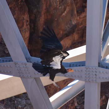 37-condor-id-30-nava#C99B0A