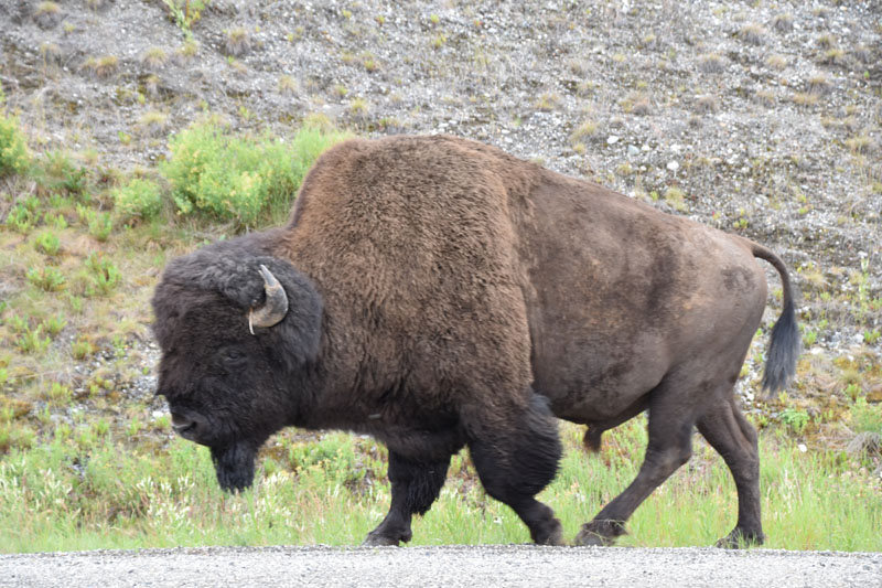 0718-bison-0672