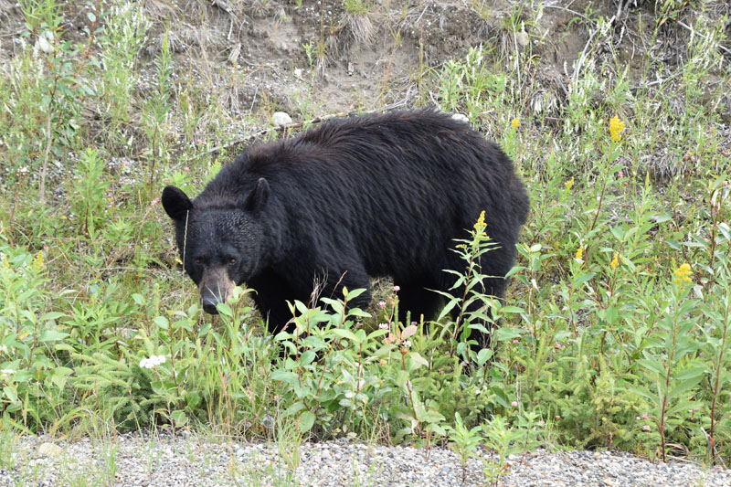 0718-black-bear-0668