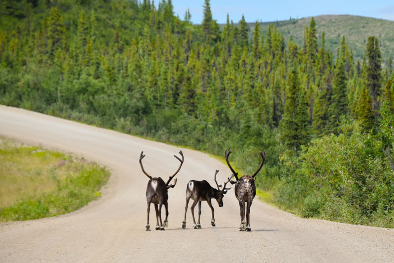 0727-caribou-top-wor#96091B