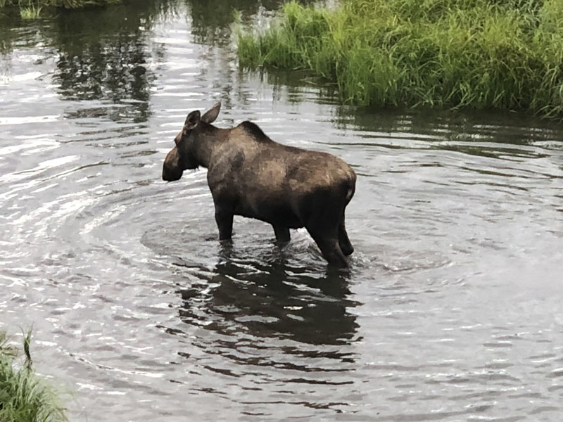 0813-female-moose-2758