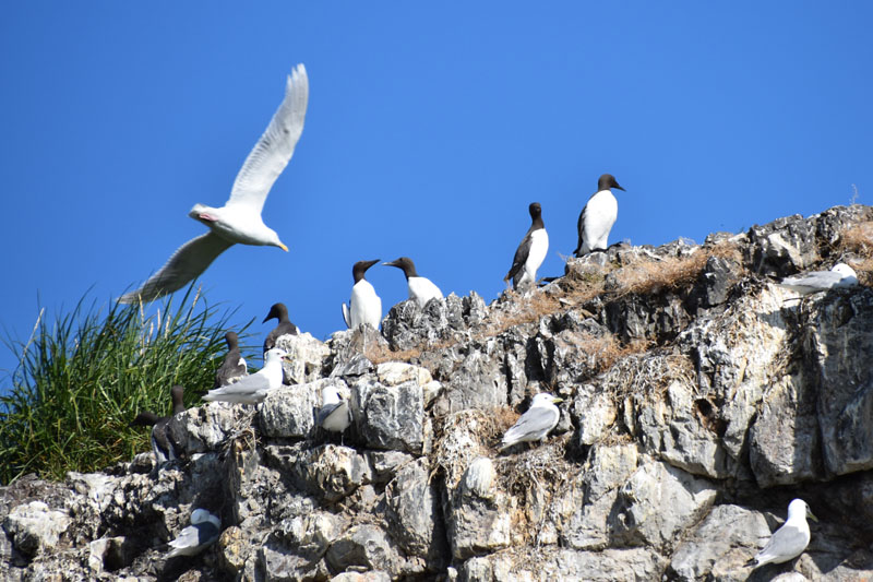 0817-birds-on-island-0173