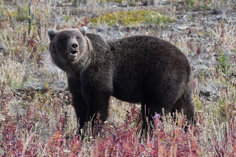 0830-bear-haines-hwy-0466