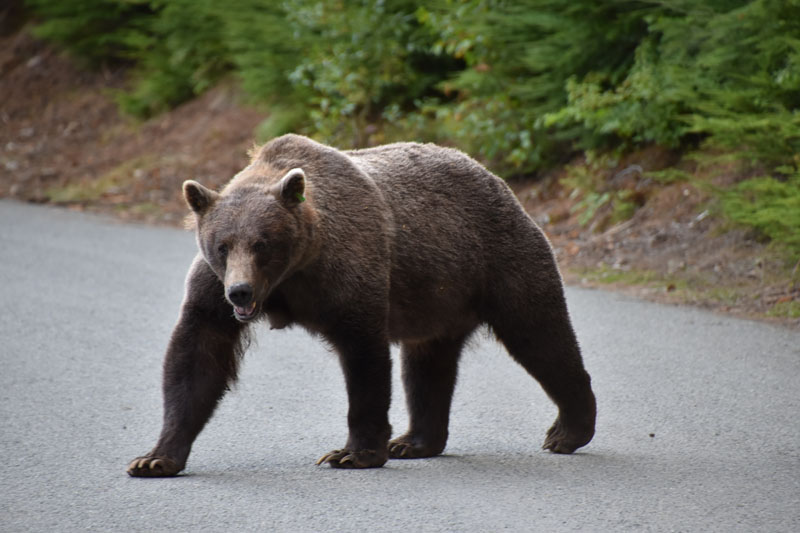 0902-haines-bear-0526