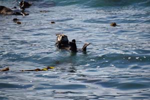 0817-sea-otter-0133