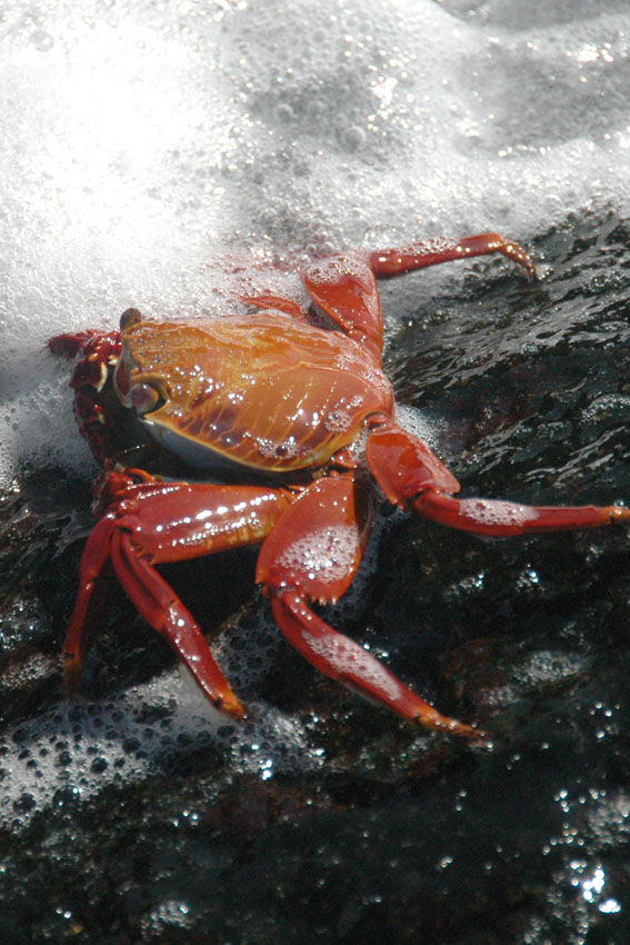 sally-lightfoot-crab#E068EB