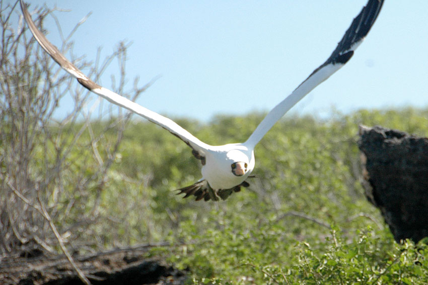 wildlife-in-the-gala#E068B8