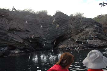 diving-attack-and-an#E068BE