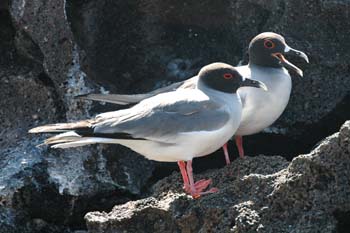 friendly-swallow-tai#E0689C