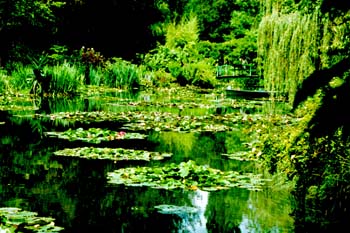 the-water-lilies-at-#E068AC